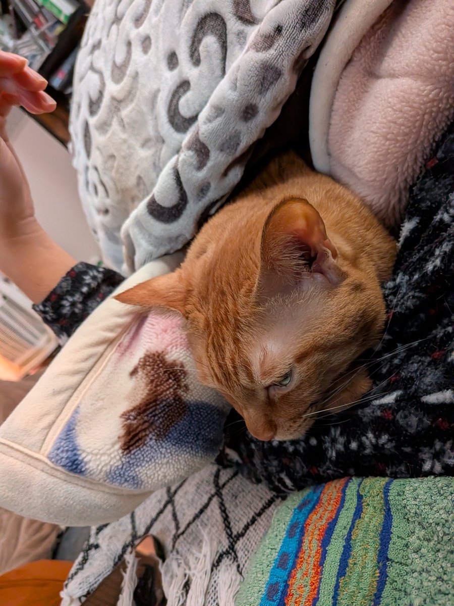 Garide's tweet image. 寒すぎて、ニダイメと一緒に布団から出れずにいる