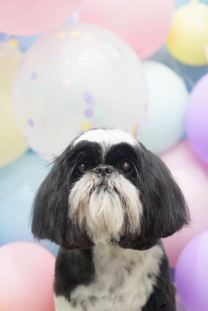 昨日はトリミングの日でした