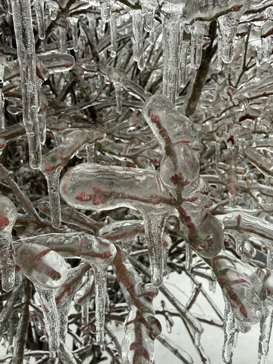 jkjumps's tweet photo. trees down everywhere in Nashville but the ice is kinda cool https://t.co/57vV3SflIJ