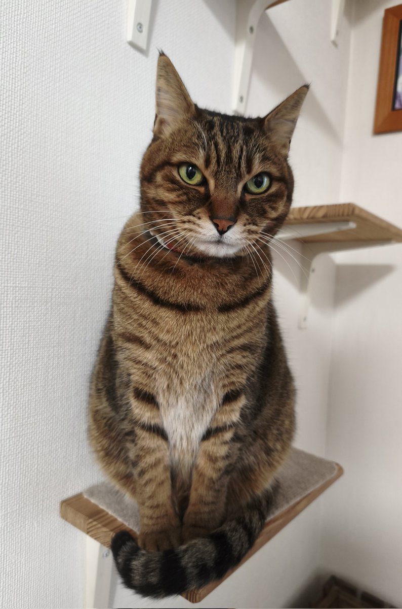 にゃんこ大好き 4c85c234076325c638e2c305400f29