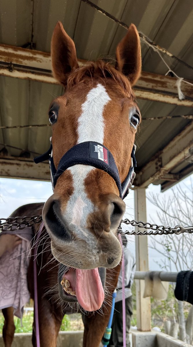 さくら　エアロペガサス　コメント欄必ずご覧ください。 さくら (@hPSONqzjxwq3jYD) / Posts / X