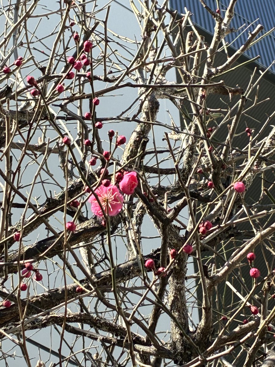 ＼おはよう⛅サンビー／
開花宣言👏駅前の梅が咲きはじめました～！
濃いピンクがとてもかわいらしいです🤗🌼

引き続き寒いので防寒対策をしっかりしましょう🧤
今週もよろしくお願いします🦀