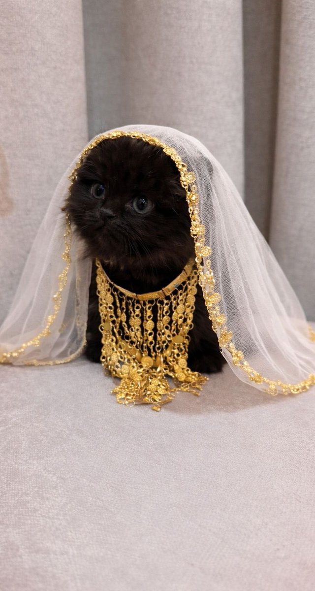 Princess of the Arabian Gulf ✨👑🐾