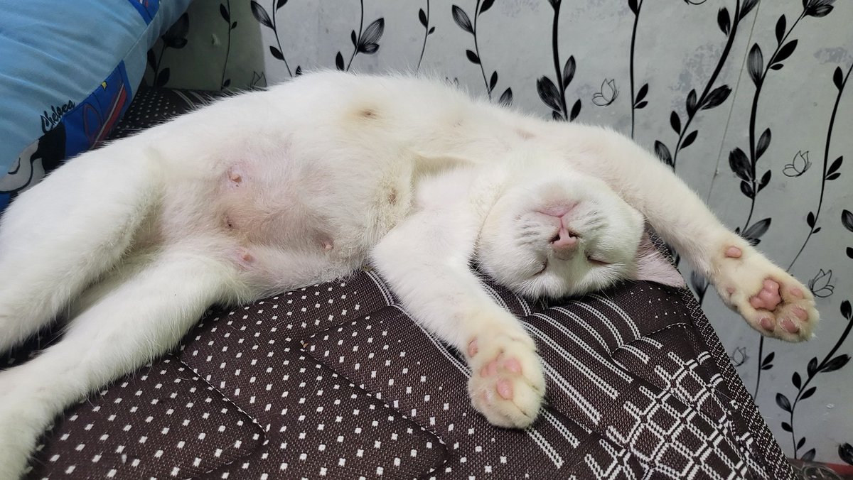 Setelah steril mami oddy jadi super galak, yang bisa tenangin dia cuma adekku yang SMP

Makin galak, makin banyak tidur, makin banyak makan, apa ga makin bulet ni petut?