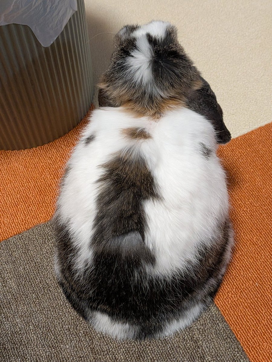 もも♀🍑@うさぎパパ (@momorabbit21) / Posts / X