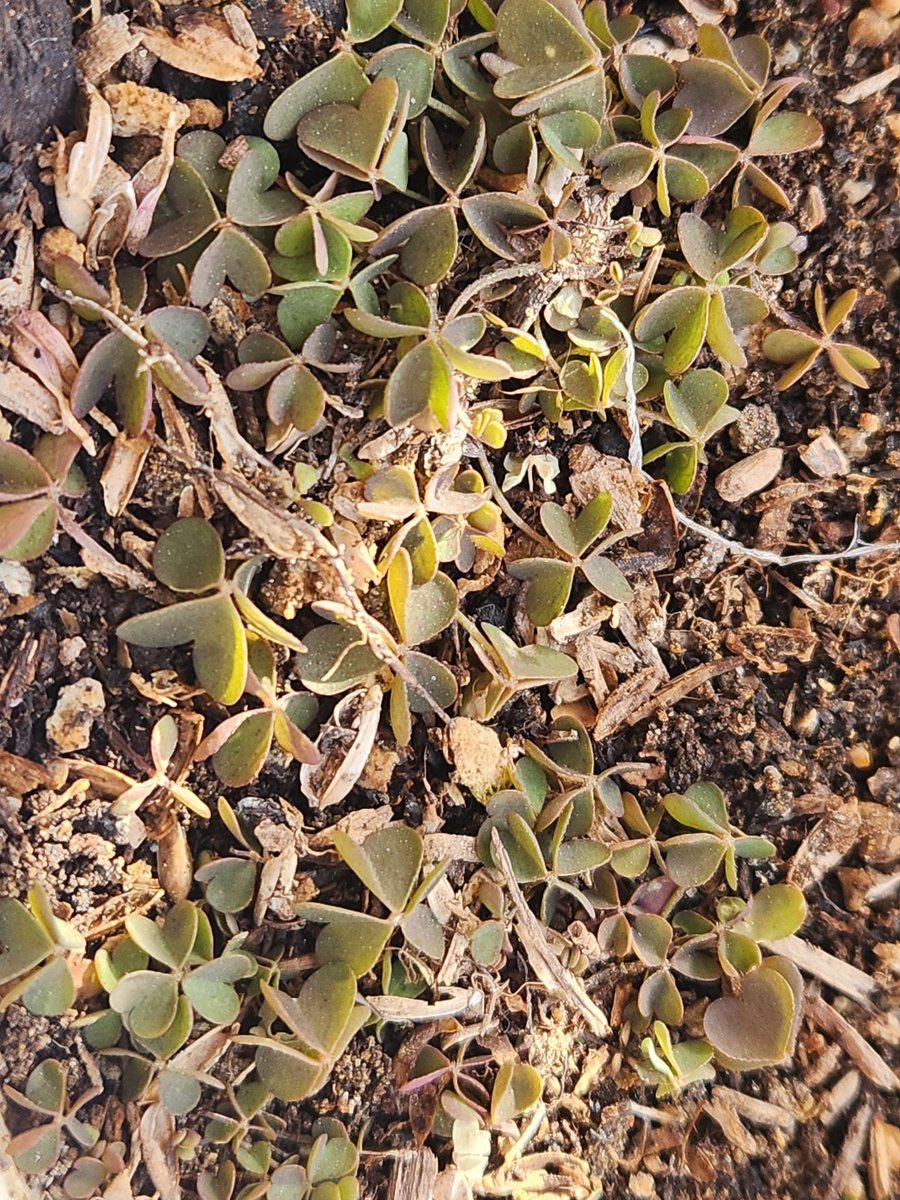 작은 무궁화나무에 생긴 잡초 괭이밥들 죽지 않고 쪼그라든 휴면 상태로 겨울을 그대로 나고 있는데 잡초들 참 대단하다고밖에 말 못하겠어요