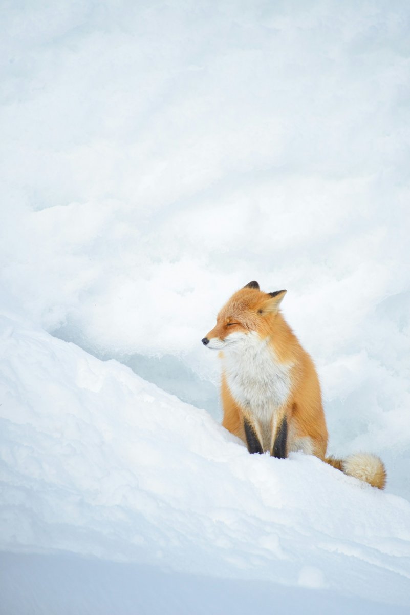 Nietzschean Fox