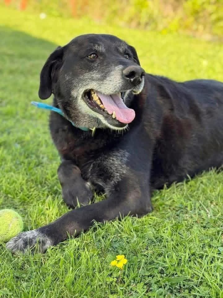 elcampito's tweet image. RODRIGO 😍 oso abrazable busca familia! Un chico grandote, un señor perro, rechoncho y adorable.
Dice que prefiere ser hijo único para absorber amor el solito 😅
Busca una familia que lo ame como todo perrinu se merece.
Enamorate y escribinos a adoptantesdelcampito@gmail.com 🏡