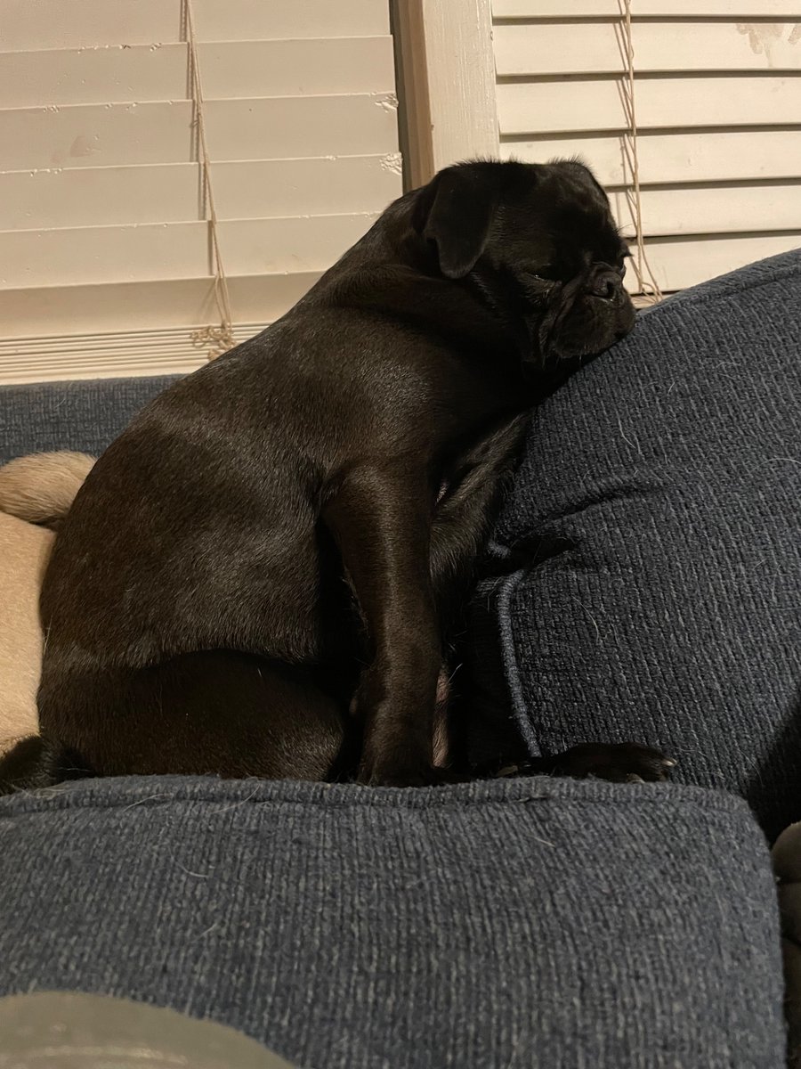 Sleeping but not comfortable. Always watching.