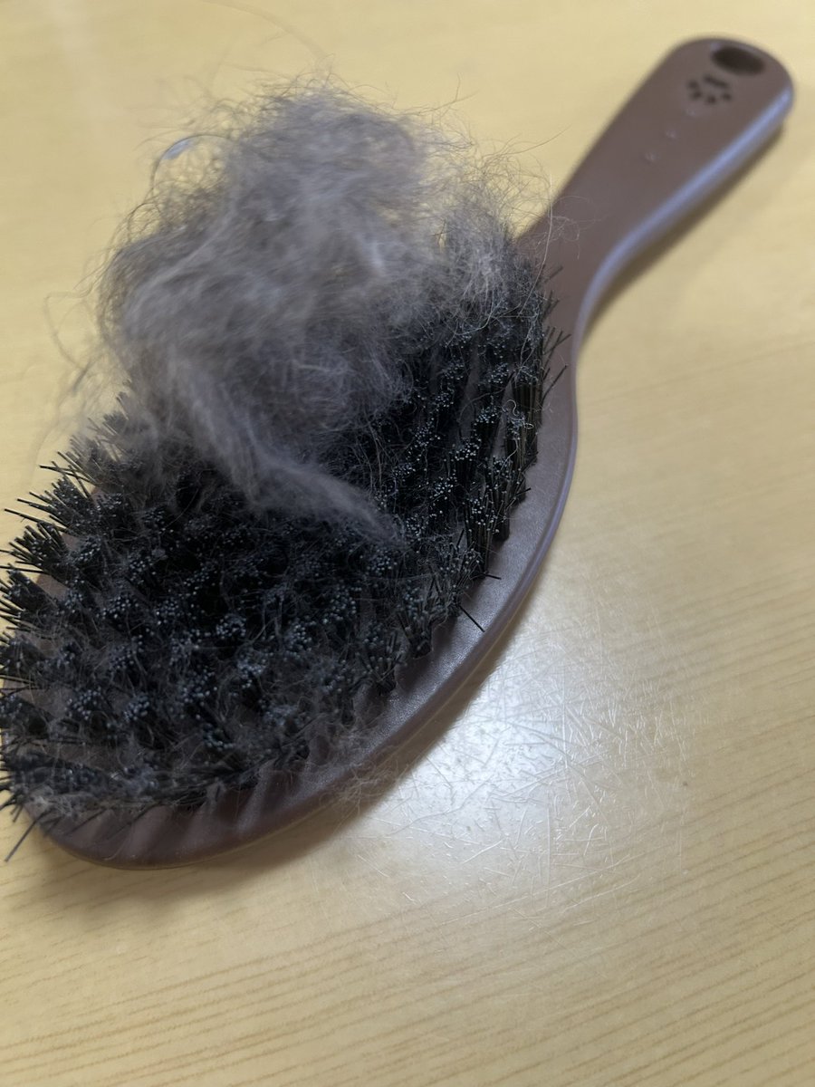 ダックスママ様確認用 Doxie Watch Japanから“可愛いかわいいダックスフンドのママたちへ