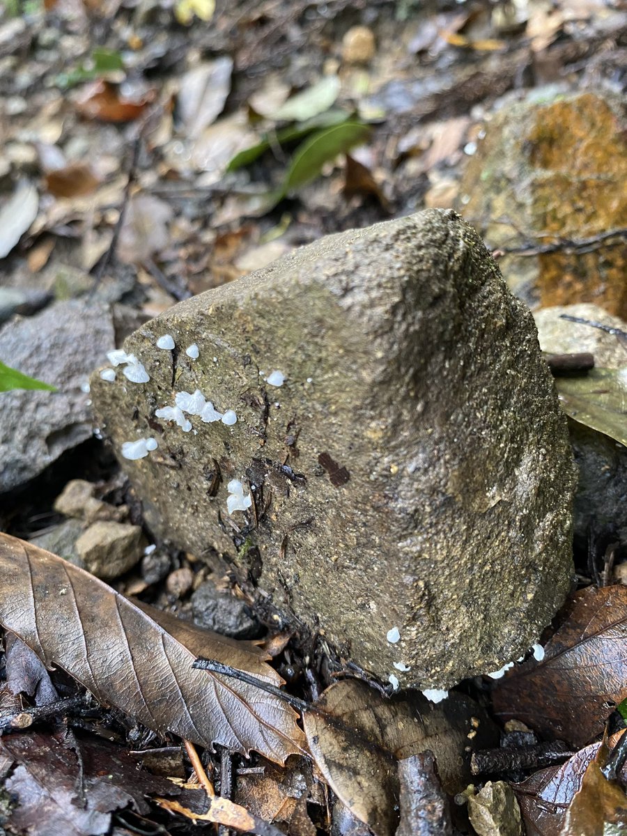 昨年9月に見た
石に生えるきのこ
ヒダ有り