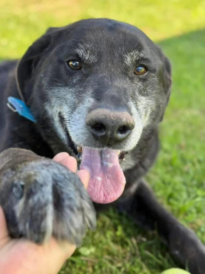 elcampito's tweet image. RODRIGO 😍 oso abrazable busca familia! Un chico grandote, un señor perro, rechoncho y adorable.
Dice que prefiere ser hijo único para absorber amor el solito 😅
Busca una familia que lo ame como todo perrinu se merece.
Enamorate y escribinos a adoptantesdelcampito@gmail.com 🏡