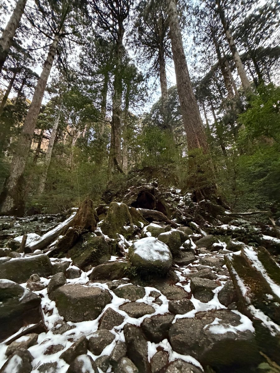 InfoYakushima's tweet photo. 【屋久島】
1/24(土)縄文杉への登山道の様子です。
階段は10cm程の積雪があったようです。
登山の際には必ず事前に装備の確認をお願いします。
https://t.co/QivhL3MitT
※写真は島内ガイドより提供 https://t.co/3xHUO2zxSP