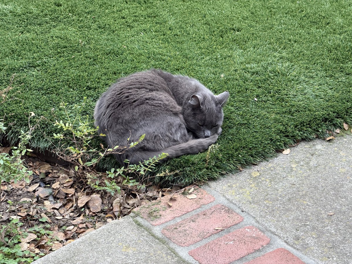 tomokof's tweet image. 猫って外で丸見えの状態でこんなふうに寝るものなのか。私が買い物に行く前と後。