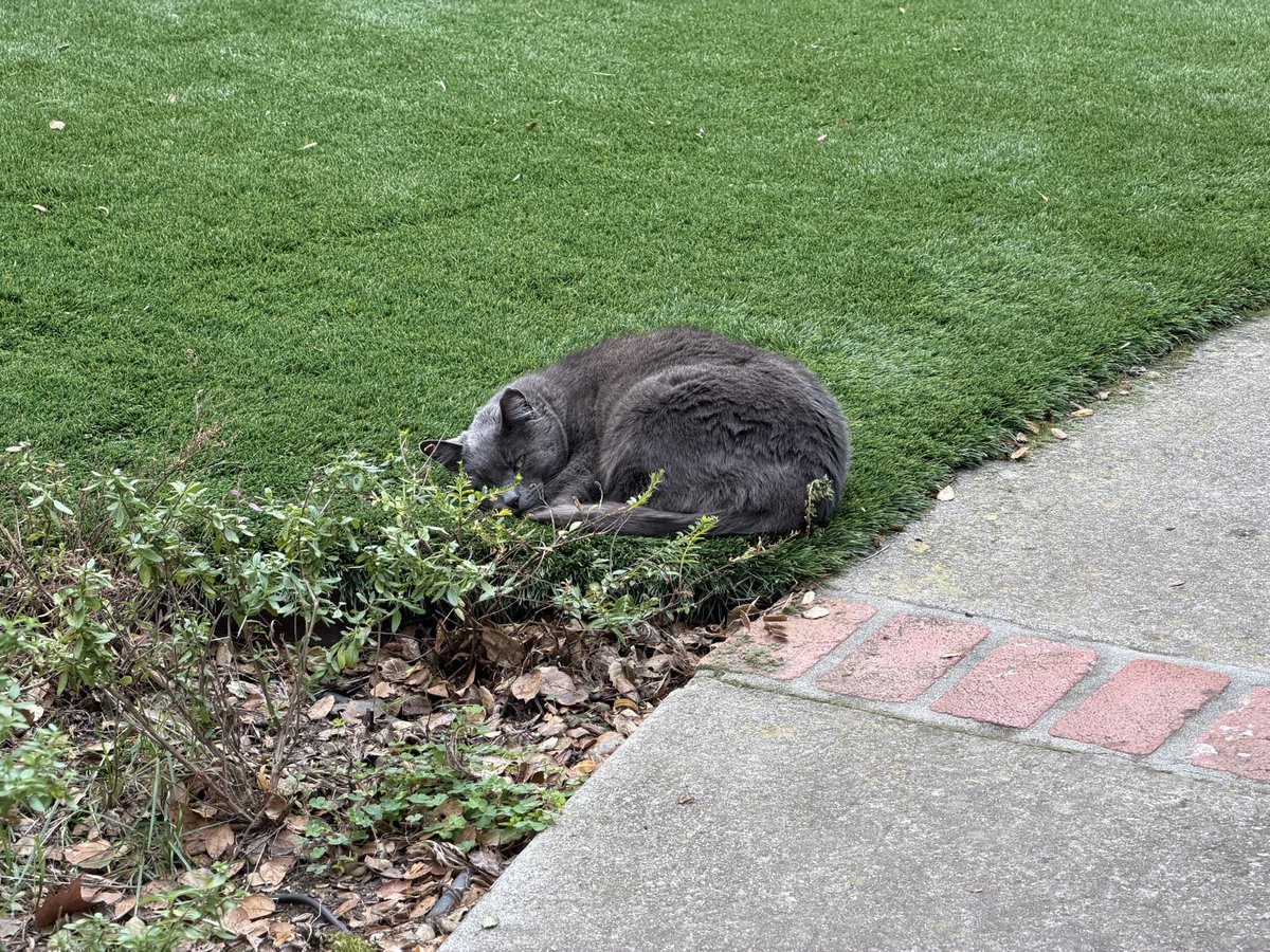 tomokof's tweet image. 猫って外で丸見えの状態でこんなふうに寝るものなのか。私が買い物に行く前と後。