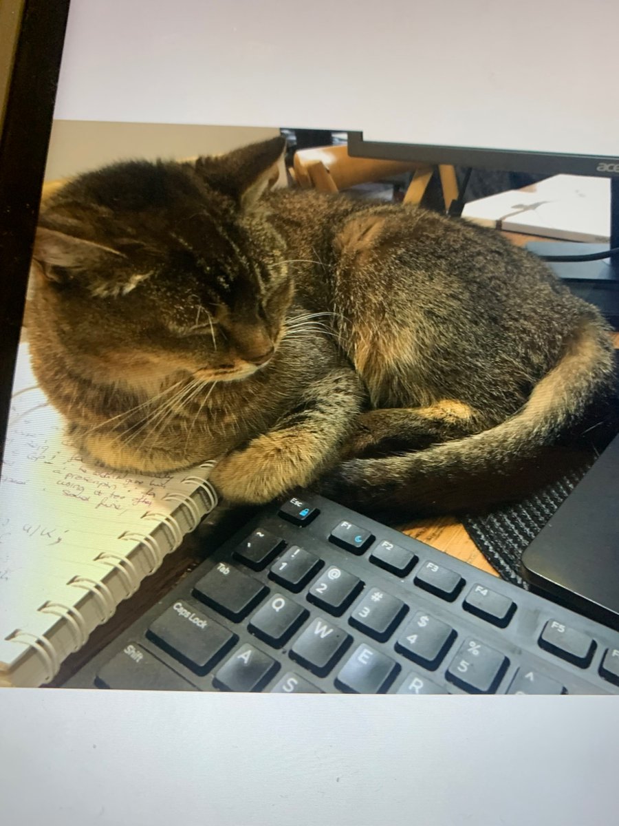 This is our cat, Bonnie. Totally non-aggressive, she loved people and had the most affectionate personality. She was a very beautiful cat.