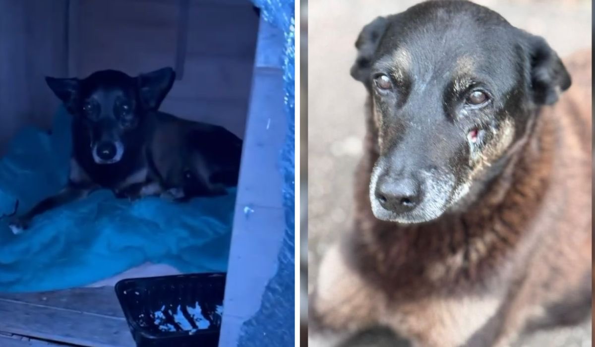 metmidnights's tweet image. 🚨 SWIFTIES, SE PUDEREM DAR ATENÇÃO AQUI

um doguinho comunitário, dócil e inofensivo, foi brutalmente ASSASSINADO por adolescentes suspeitos, de classe média alta, na praia brava, em florianópolis. desde então, a hashtag #JustiçaPorOrelha vem ganhando força

pessoas estão se…