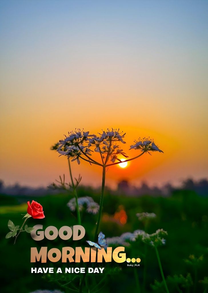 JayantParaste01's tweet image. Good Morning ☀️
Every sunrise is a reminder that we get another chance to do better 🌼
Stay grateful, stay focused, stay kind ✨

Support the post 👇
❤️ Like | 🔁 Repost | 💬 Comment | 🔖 Bookmark | ➕ Follow

#GoodMorningTwitter #DailyMotivation #PeacefulMorning #NatureLovers