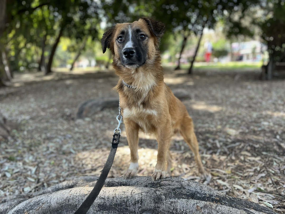Bolillo necesita una oportunidad para demostrarte que será el amor de tu vida.

2 años ,talla mediana,protocolo completo.
Adóptalo,estamos en CDMX.
#AdoptaUnPerrito #AdoptaCdmx 
#AdoptaNoCompres #adoptables