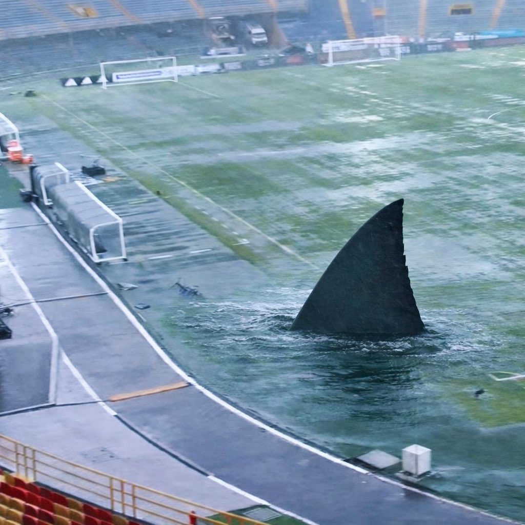 MetropolitanoRM's tweet photo. Tarararara tarararara  🦈🦈🦈🦈 https://t.co/IDaVtoXjmR