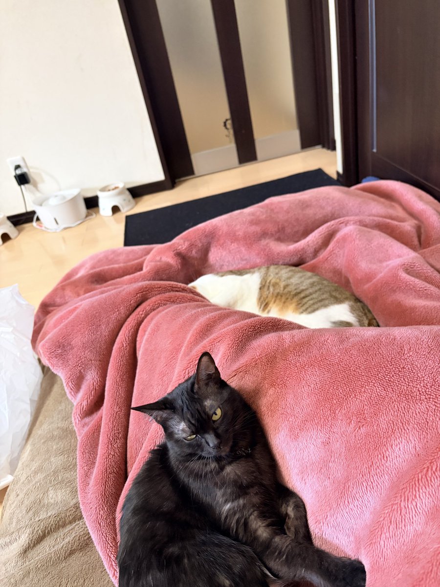 さやねぇ 8/15にやらせて頂く配信LIVEのリハでした🤘 ⁡ 久しぶりにいっぱい歌っ