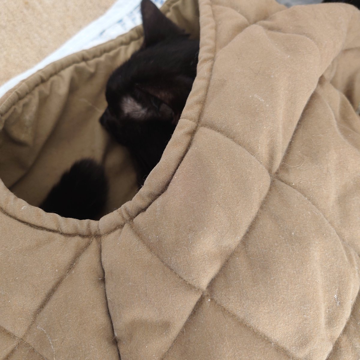 kappa_now's tweet photo. ぐーすか、おネンネzzz… https://t.co/FWWC3eJHNQ