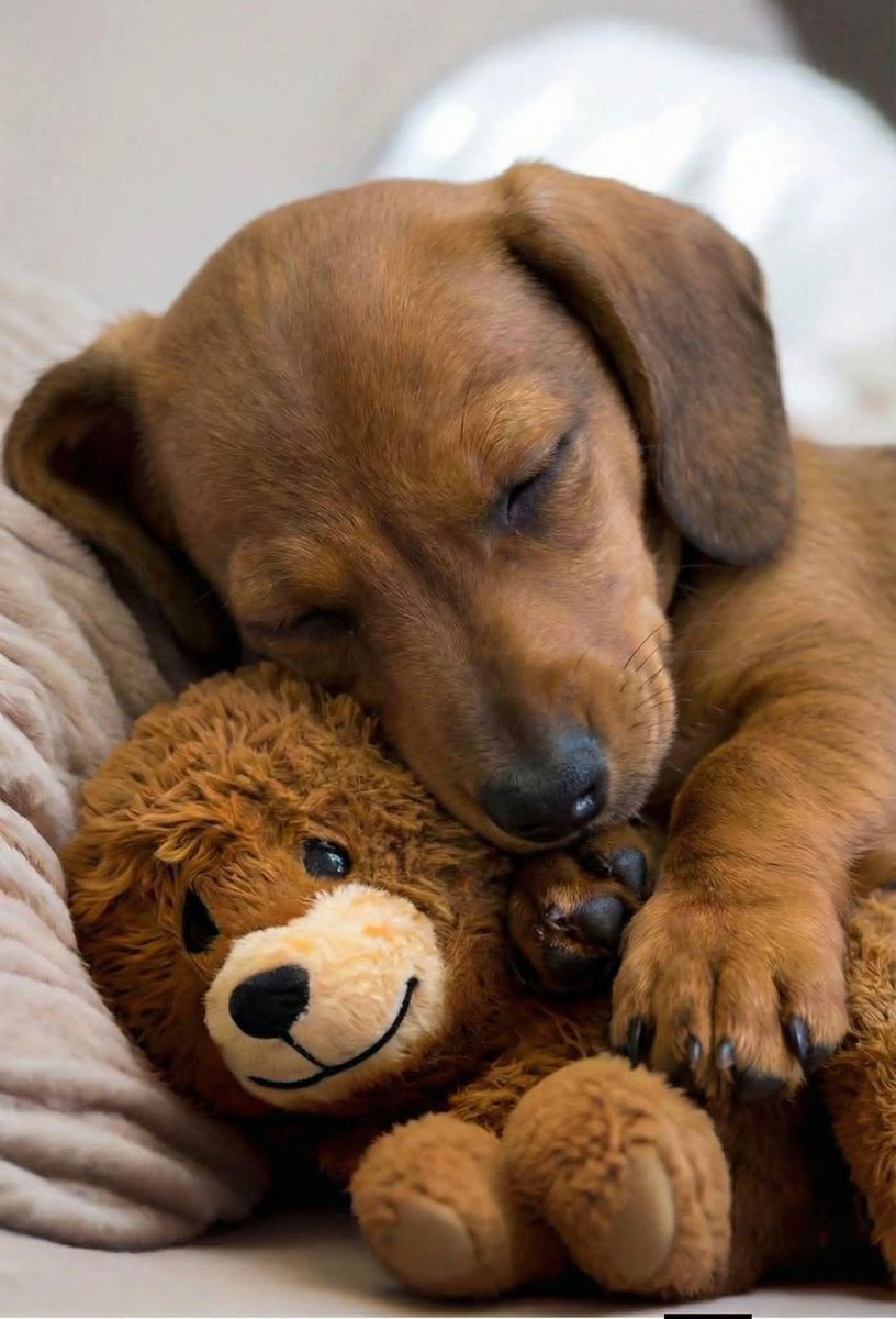 Mimindo com o ursinho dele ❤️