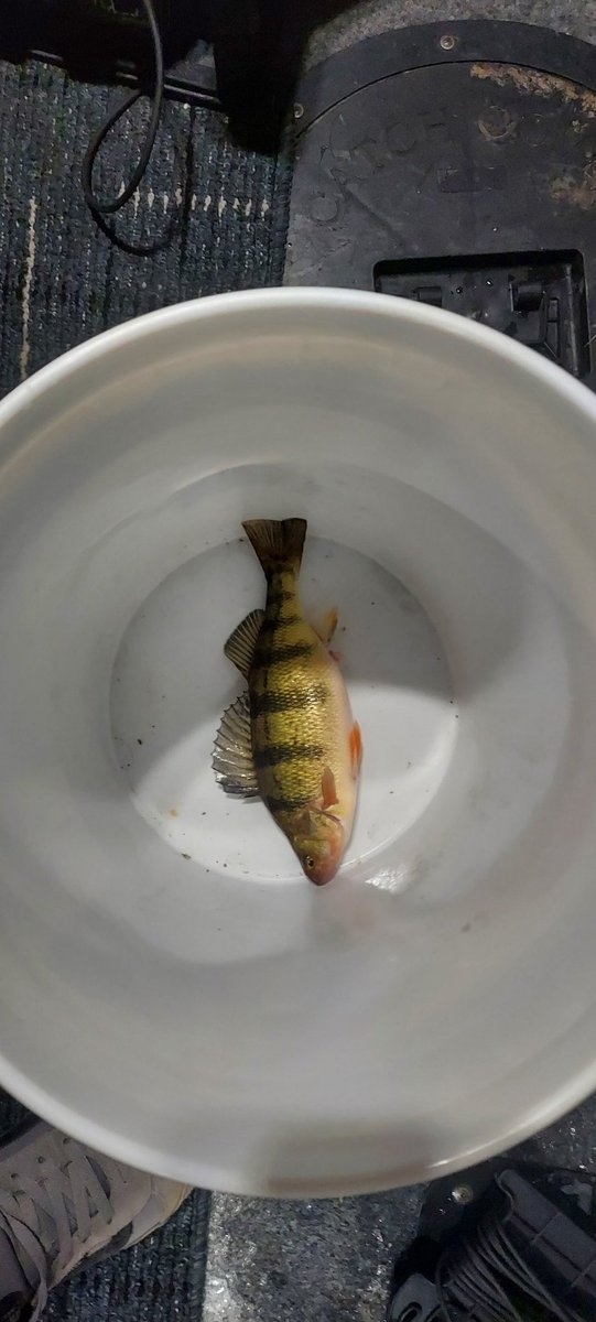 joshgardner78's tweet photo. #icefishing Bitter Lake SD https://t.co/YUL9tMKIal