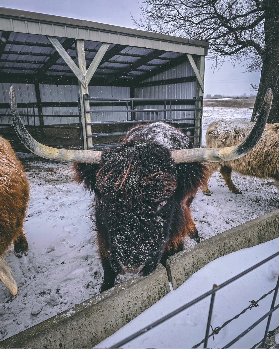CoalValleyCoos's tweet photo. This snow is making Mellisa hungry!

#highlandcow #snow #HighlandsOfInstagram #snowday #cattleofinstagram https://t.co/1szRiHw9DS