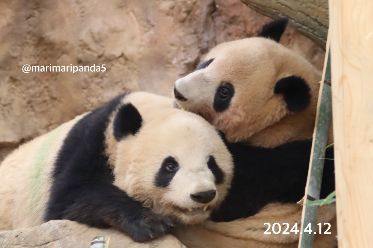 シャオシャオ！レイレイ！ありがとう☆ リーリー、シンシン