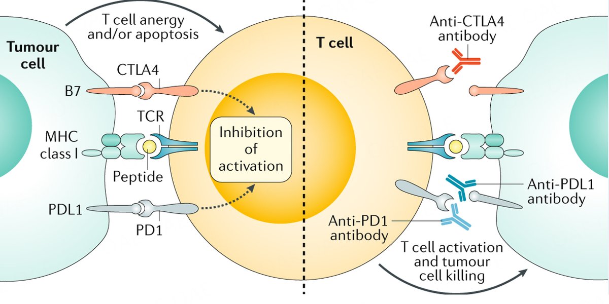 🧠 Immune checkpoint inhibitors beyond advanced #HCC?

This review summarizes emerging evidence for #ICIs in the neoadjuvant and adjuvant settings, highlighting how #perioperative immunotherapy may reduce recurrence and improve long-term outcomes.
🔗 [f.oaes.cc/xmlpdf/98d1eee…]