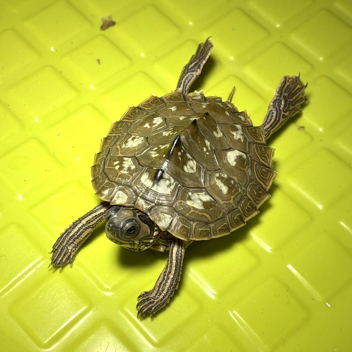 起きたら疲労感が酷くて堪らず午前休。家事して子供とカメの世話して通院してモーニング中。この後少し買い物して出勤。やる事やって空白をつくってはやく色々考えなきゃ。
#GraptemysPulchra