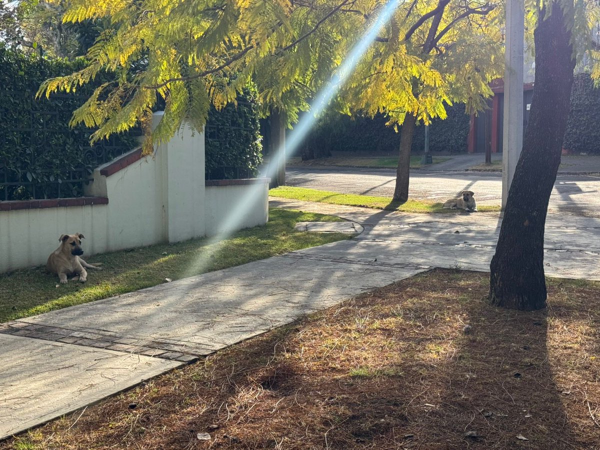 Perritos en situación de calle. En lomas de Chap. Intentamos resguardarlos. No se dejan.
Si alguien puede ayudar. Nosotros pagamos Veterinario.
<a href="/LetyVarela/">Lety Varela</a> <a href="/Walt_Dice/">Walt Dice</a> <a href="/supercivicosmx/">Los Supercívicos</a>