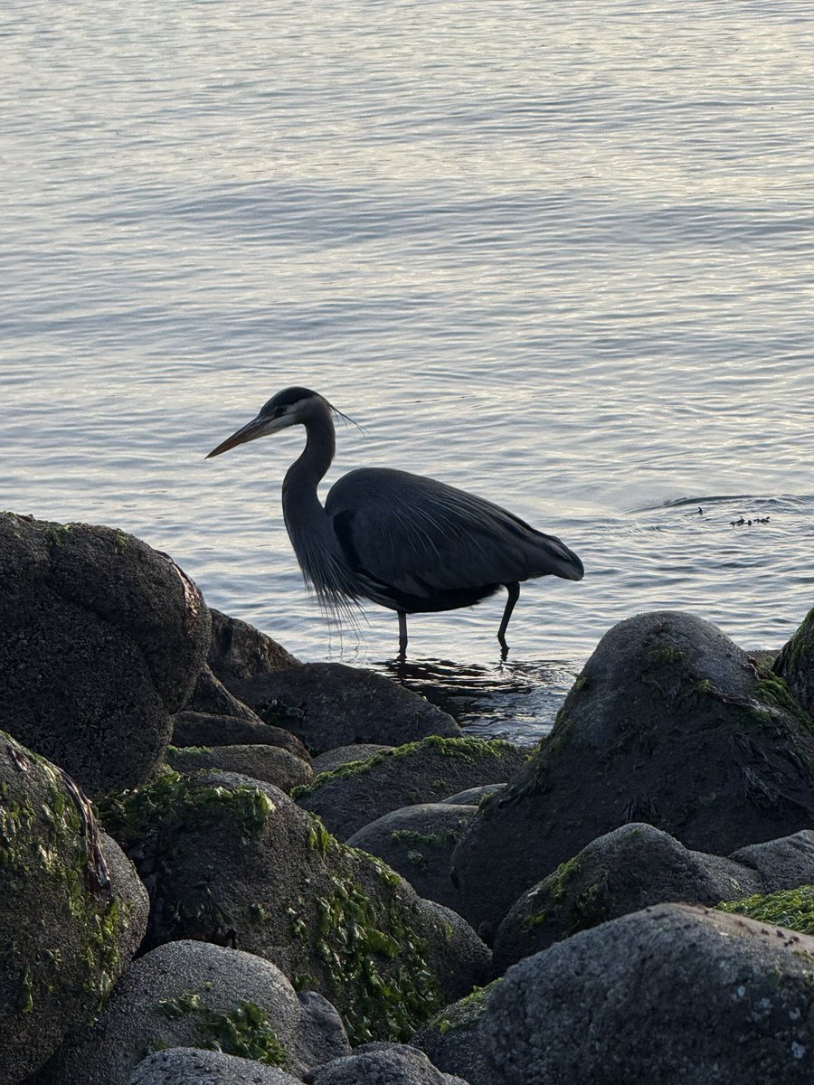 twinfools 🔜 aniMUC tweet media