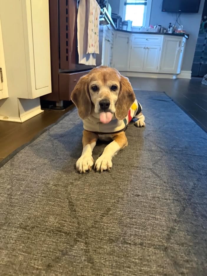 MillietheWB's tweet photo. Current mood about the snow storm. I had to poop on the porch and haven’t been walked. Then again I hate snow!!  
#freagle #snowmageddon2026 https://t.co/r6NEZmyInP