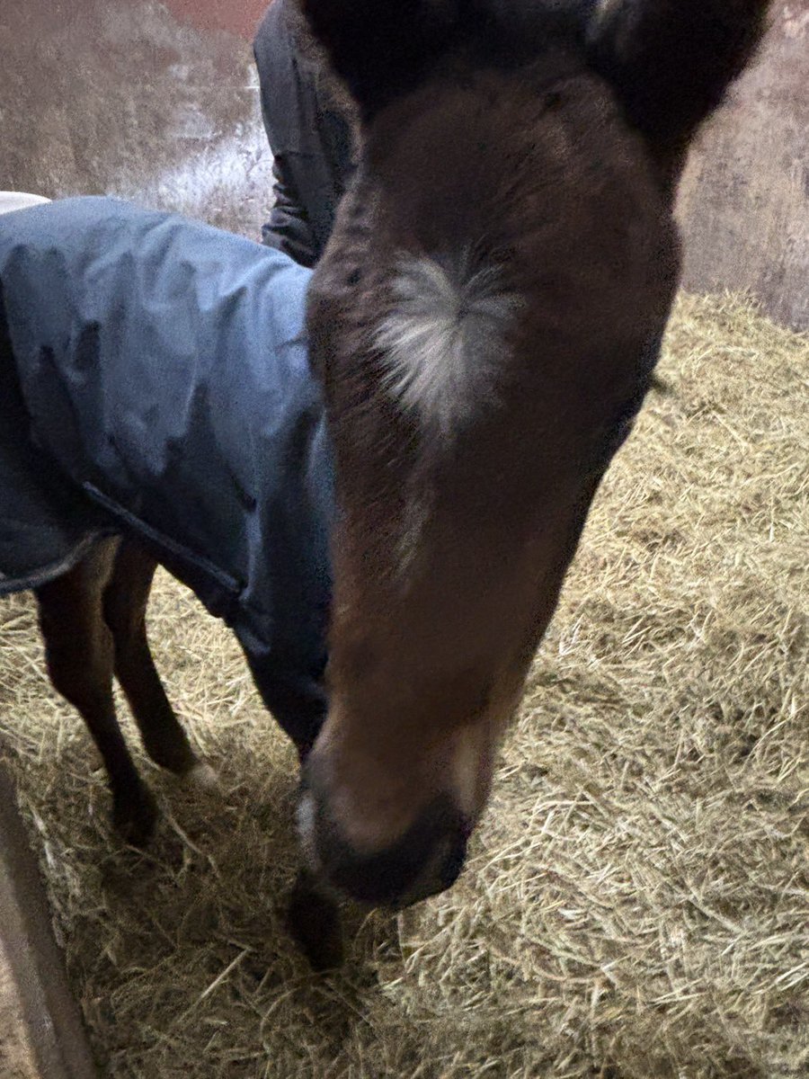 ㈲米田牧場 tweet media