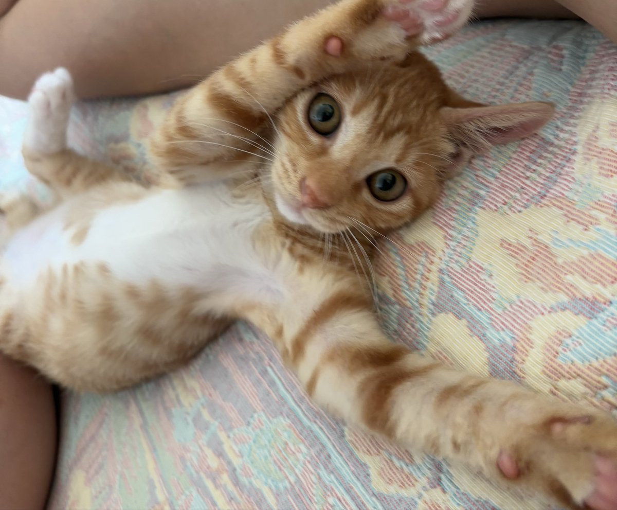 gimmiso23607493's tweet image. 고양이 실종 벌써 4일차네요..아이한테 미안하고 잊지 못할 트라우마를 남겼어요ㅠ아이가 반경을 넓혔을거같아요. 대구&amp;amp;수성구 주민분들 도와주세요🙏🏻공유 부탁드려요!

유실일시 : 2026 1/23 오후 12시쯤
유실장소 : 대구 수성구 두산동 바르미스시앤그릴뷔페

이름:춘향이/코숏/8개월/암컷/3.3kg