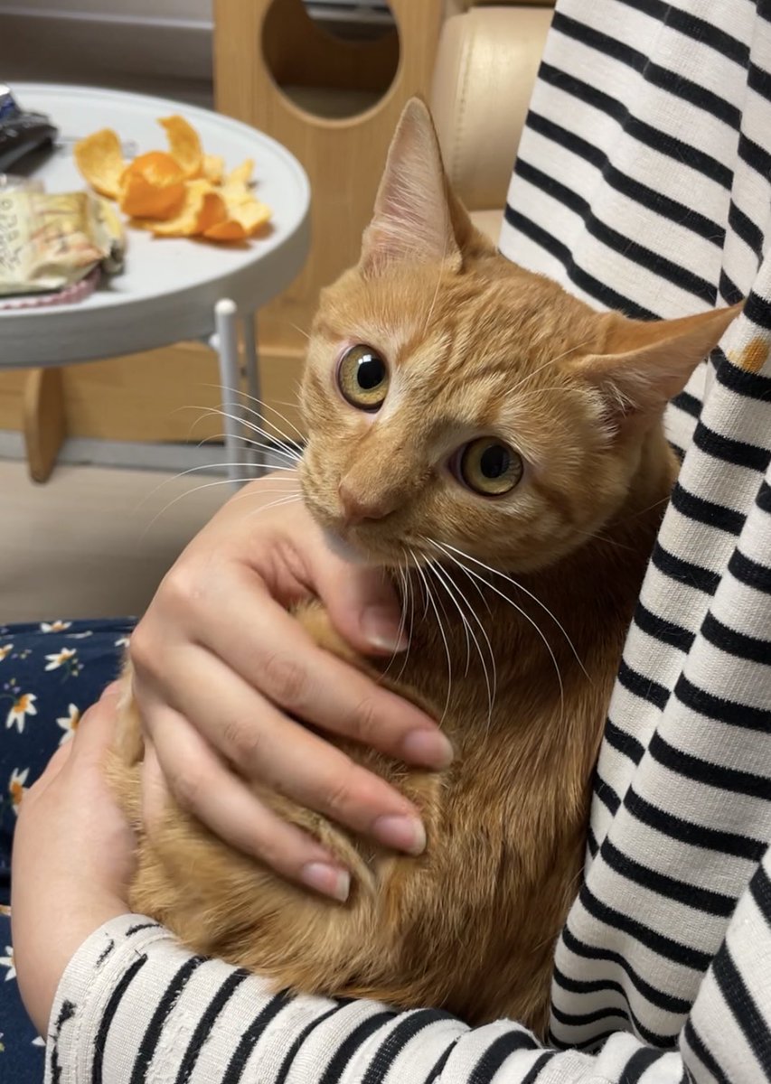 gimmiso23607493's tweet image. 고양이 실종 벌써 4일차네요..아이한테 미안하고 잊지 못할 트라우마를 남겼어요ㅠ아이가 반경을 넓혔을거같아요. 대구&amp;amp;수성구 주민분들 도와주세요🙏🏻공유 부탁드려요!

유실일시 : 2026 1/23 오후 12시쯤
유실장소 : 대구 수성구 두산동 바르미스시앤그릴뷔페

이름:춘향이/코숏/8개월/암컷/3.3kg