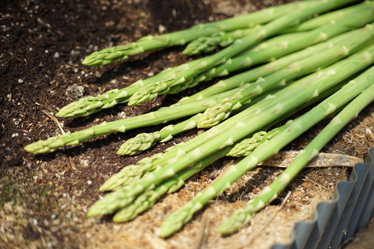 全力応援 丸亀市｜丸亀市に関する情報を色々と発信します tweet media