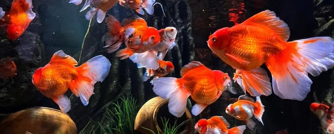 Minnie00154's tweet photo. Witness the elegance of this goldfish as it glides through its aquatic home,, A reminder of the tranquility that nature brings to our lives. 🐠📷 https://t.co/YJZywExrJv