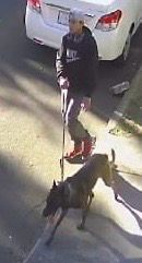 g_quadri's tweet image. Este es el perro Malinois que mató hoy en la mañana a mi querido Vito, con su dueño. Es un peligro. Por favor ayúdenos a localizarlo. Es la colonia Romero de Terreros, Coyoacán, esquina entre Cerro del Tesoro y Cerro Dios del Hacha...