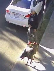 g_quadri's tweet image. Este es el perro Malinois que mató hoy en la mañana a mi querido Vito, con su dueño. Es un peligro. Por favor ayúdenos a localizarlo. Es la colonia Romero de Terreros, Coyoacán, esquina entre Cerro del Tesoro y Cerro Dios del Hacha...