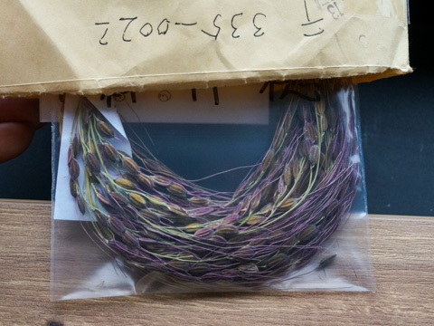 #現代農業 誌上 #タネ交換会 2026　速報📢

届いたタネから、ピックアップ！

・ふわっふわのワタ☁️

・水稲マニアの方から届いたイネ「神丹穂」《かんにほ》🌾　穂が美しい赤米。『現代農業』2023年2月号によると、「しめ飾りやお月見シーズンに売れ」たという人も👀

タネ募集中！　2/6（金）必着