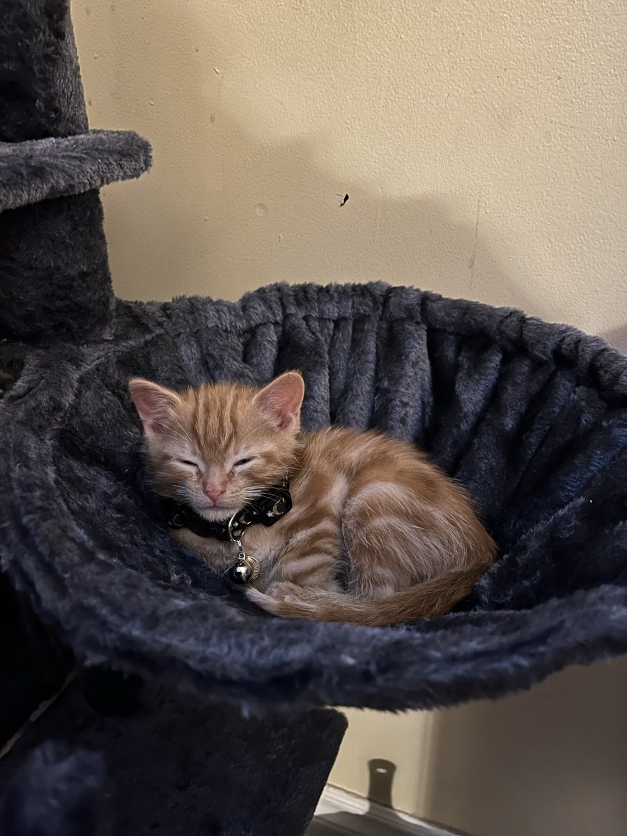 ｡ﾟ･☽༓･ﾟ｡ 𝓶𝓸𝓸𝓷𝓵𝓲𝓰𝓱𝓽 ｡ﾟ･༓☾･ﾟ｡ tweet media