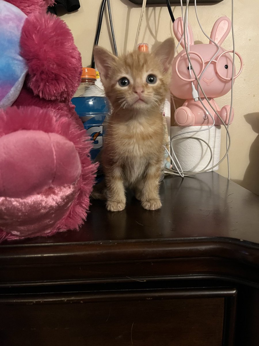 ｡ﾟ･☽༓･ﾟ｡ 𝓶𝓸𝓸𝓷𝓵𝓲𝓰𝓱𝓽 ｡ﾟ･༓☾･ﾟ｡ tweet media