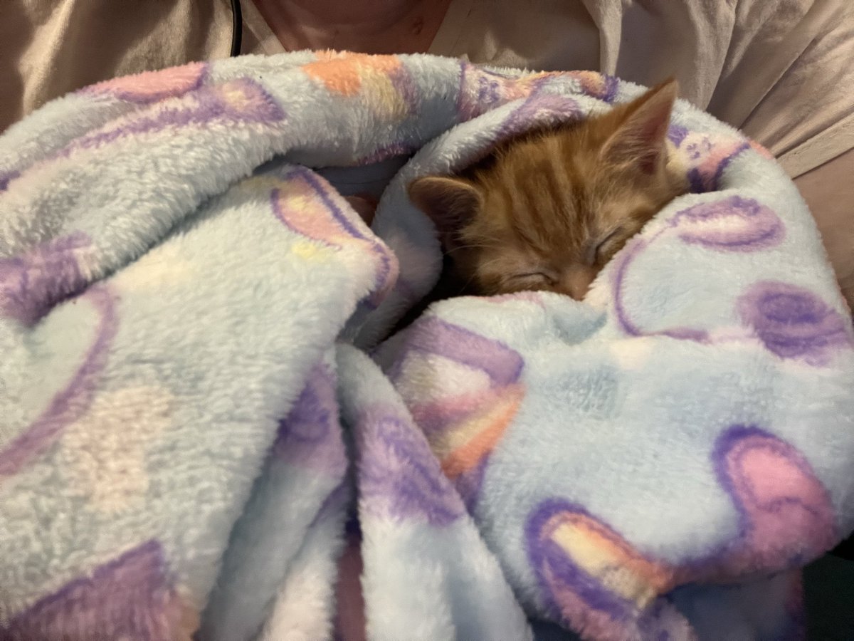 ｡ﾟ･☽༓･ﾟ｡ 𝓶𝓸𝓸𝓷𝓵𝓲𝓰𝓱𝓽 ｡ﾟ･༓☾･ﾟ｡ tweet media