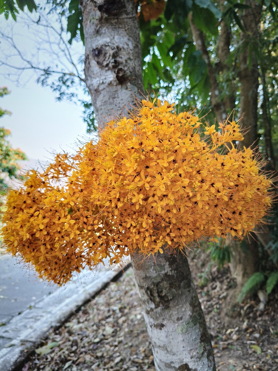 องค์การสวนพฤกษศาสตร์ tweet media