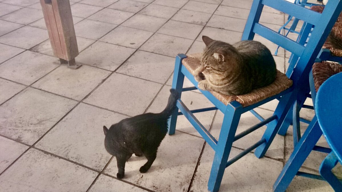 toococco's tweet image. おはようございます
今日の写真はギリシャから

カフェで猫に癒されるひととき
…かと思いきや、餌待ちだったみたいです

さて、月曜日
みなさま良い1日を！