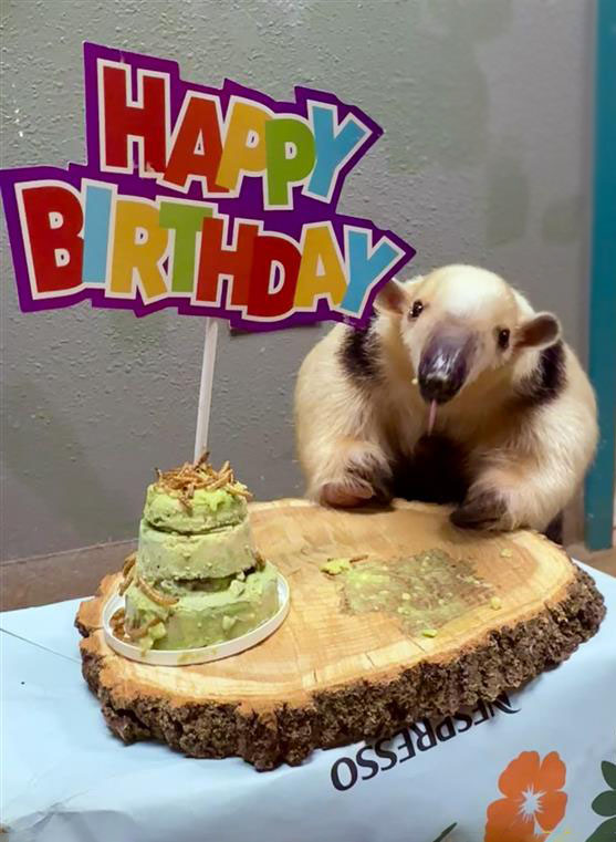 DenverZoo's tweet photo. Today we’re celebrating Winnie the southern tamandua’s 8th birthday! 💛
The past few weeks have been a tender time for Winnie and her care team. After the loss of her premature baby, Winnie has been receiving close attention and compassionate care, and we’re happy to share that she’s doing well with the support of her Animal Care Specialists.
Winnie is a deeply loved member of our Animal Ambassadors family. Join us in wishing Winnie a gentle and love-filled birthday.
#Tamandua #DenverZooConservationAlliance #SavingWildlifeTogether