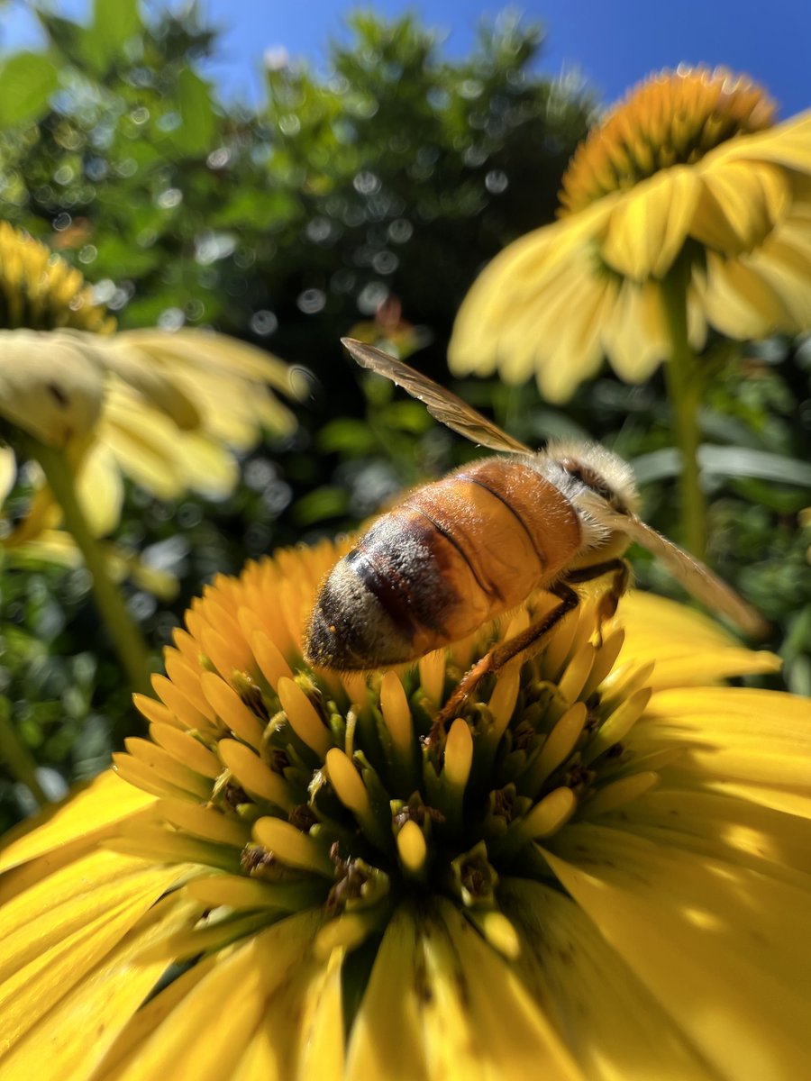 jimmygunawanapp's tweet image. #iphone13pro Still A Bee 🐝